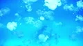 4K Lagoon Jellyfish 02 4k or 4k+ Resolution