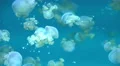 4K Lagoon Jellyfish 03 4k or 4k+ Resolution