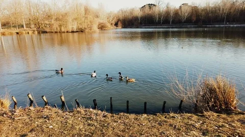 4k lake view with ducks Stock Footage 102397533