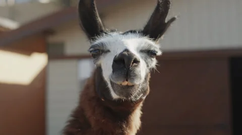 4k. Lama wandering around. Close up shot. Stock Footage 32245569