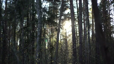 4k landscape beautiful light between trees in pine forest. sun in morning forest 動画素材 130195087