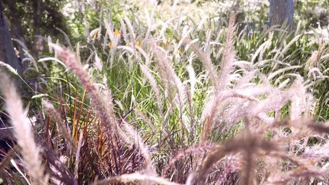 4k Landscape low-maintenance project with fountain grass in summer. 스톡 동영상 104109258
