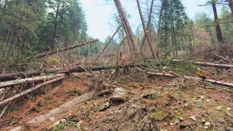 4K Landscape shot of fallen Pine tree forest on a mountain after the landslide Stock Footage 339862795
