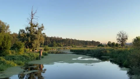 4k Landscape of a small river overgrown with reeds. Calm river surface. Stock Footage 159639081