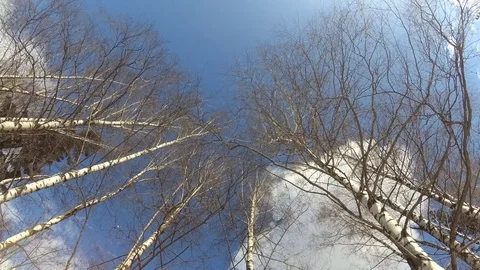 4K Landscape view Trees and sunny sky with clouds gopro Video stock 104289950