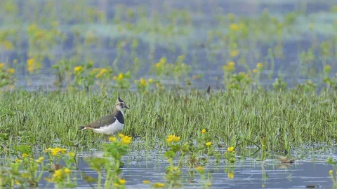 4K Lapwing wading in blooming marsh marigold flowers Video stock 121752110