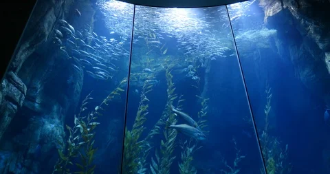 4K large aquarium low angle Stock Footage 99069690