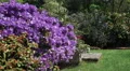 4K Large bush of purple flowers moves gently in the wind in English Garden 4k or 4k+ Resolution