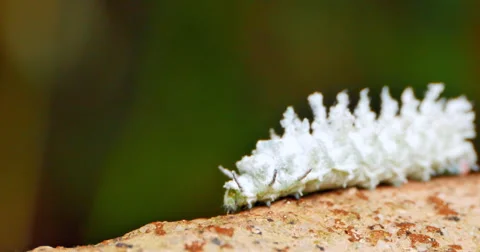 4K Large Caterpillar Macro Shot Stock Footage 51394575