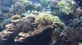 4k Large coral reef panning left with tropical fishes 4k or 4k+ Resolution