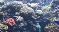 4k Large coral reef panning right with tropical fishes 4k or 4k+ Resolution