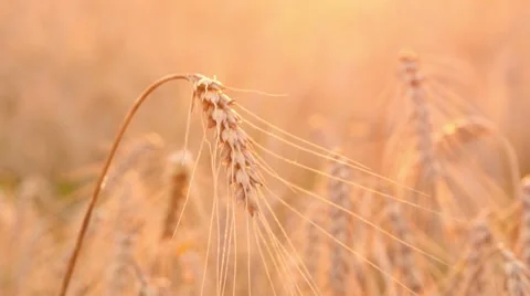4k, large field of wheat at sunset 1 Stock-Footage 52524856