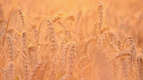 4k, large field of wheat at sunset 2 Stock-Footage 52525159
