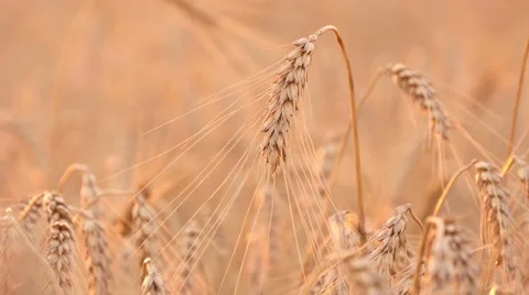 4k, large field of wheat at sunset 3 Stock Footage 52525559