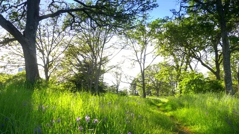 4K Large Garry Oak Trees, Outdoor Park Landscape, Sky Green Field Grass Park Stock Footage 75765544