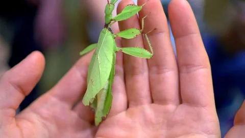 4K Large Leaf Insect, Green Phyllium Philippinicum on Hands, Macro Nature Stock Footage 77688070
