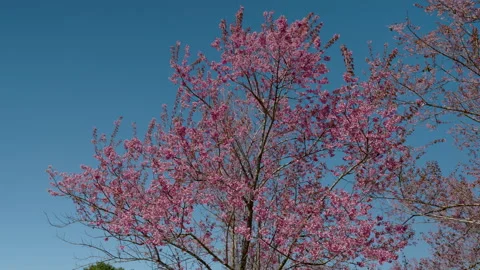 4K, a large number of Phaya Sua Krong trees blooming pink flowers beautiful o Stock Footage 168230811