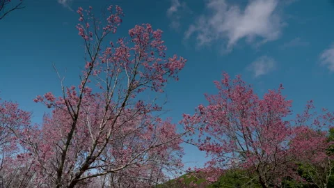 4K, a large number of Phaya Sua Krong trees blooming pink flowers beautiful o Stock Footage 168435637