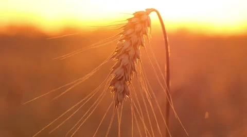 4k, large ripe ear of wheat at sunset 1 Stock-Footage 52524372