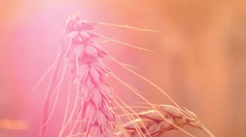 4k, large ripe ear of wheat at sunset 2 Stock Footage 52525016