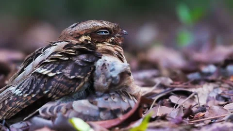 4K Large Tailed Nightjar with Chick, Singapore Stock Footage 337417783