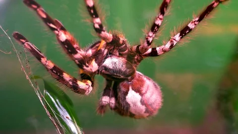 4K Large Tarantula Spider, Close Up Insect, Hairy Legs Macro Shot Stock Footage 77937198