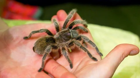 4K Large Tarantula Spider Macro on Hand Insect, Slow Motion Close Up Stock-Footage 77689039