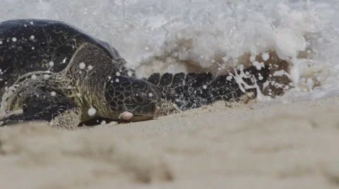 4K: Large Turtle In Shore break on Beach Slow Motion 240FPS Stock Footage 65492549