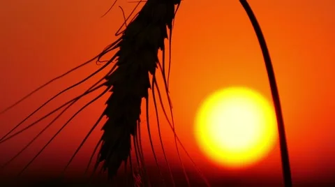 4k, large wheat ears against a red sky 3 스톡 동영상 52526784