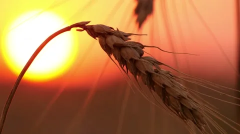 4k, large wheat ears against a red sky  Stock Footage 52526841