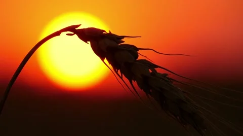 4k, large wheat ears against a red sky 2 Stock-Footage 52526858