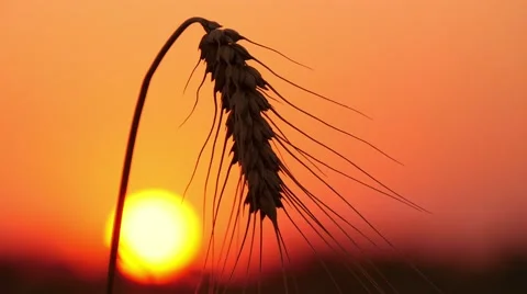 4k, large wheat ears against a red sky 1 Stock-Footage 52526896
