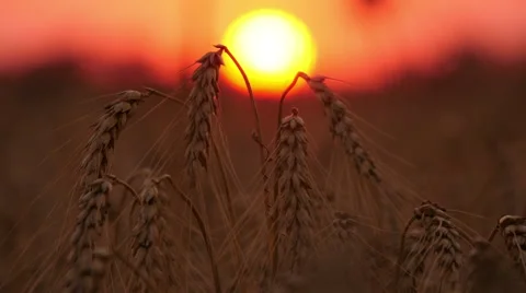 4k, large wheat ears against a red sky Stock Footage 52527045