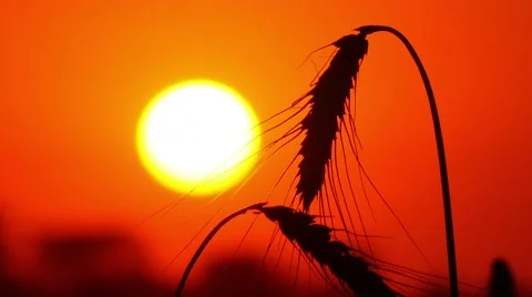 4k, large wheat ears on background red sun 3 Stock-Footage 52526663