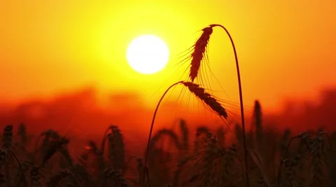 4k, large wheat ears on background red sun 2 Stock-Footage 52526672
