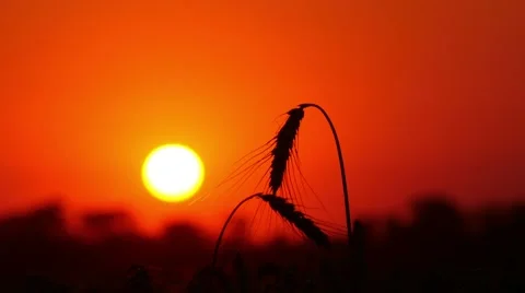 4k, large wheat ears on background red sun 1 Stock-Footage 52526675