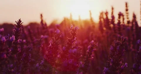 4K Lavander Field sunset shot in slow motion. Himachal Pradesh Stock Footage 137559791