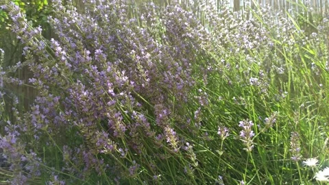 4K Lavender in Garden 2 Stock Footage 142454484