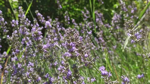 4K Lavender in Garden 8 Stock Footage 142455231