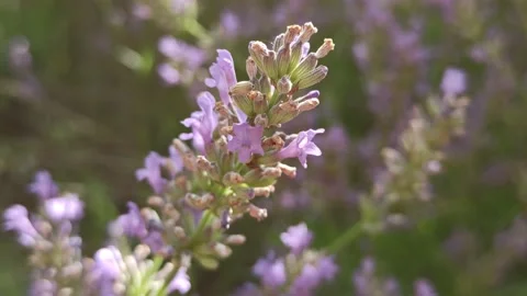 4K Lavender in Garden Macro Stock Footage 142455894