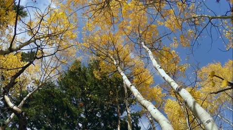 4K Laying down under Aspen trees Stock Footage 42623959