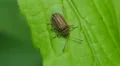 4K Leaf Beetle (Ophraella conferta) 1 4k or 4k+ Resolution