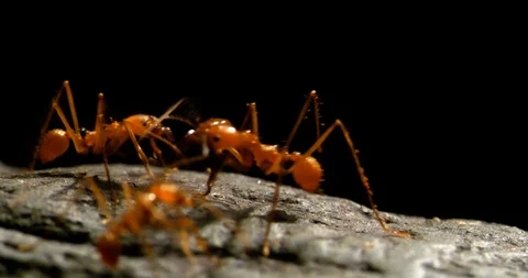 4K - Leaf-cutter ants. Close-up Stock Footage 119341882