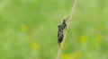 4K Leaf-footed Bug (Acanthocephala terminalis) 3 4k or 4k+ Resolution