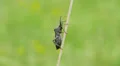 4K Leaf-footed Bug (Acanthocephala terminalis) 4 4k or 4k+ Resolution