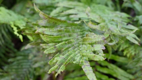 4k leaf texture  Stock Footage 337155908
