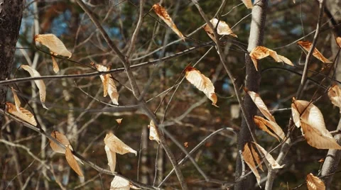 4K - Leaves blowing with wind Stock Footage 49066746