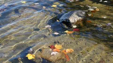 4K - Leaves in water with small waves Video stock 42307938