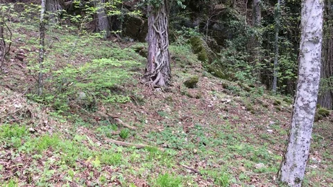4k left-right pan view of the trees in the woods of La Verna, Arezzo, Tuscany Stock Footage 75168190