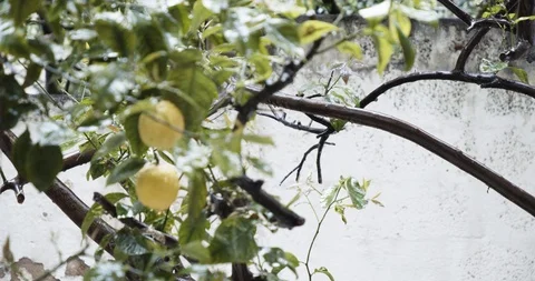 4k lemon tree Stock Footage 125990415